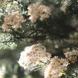 Gondwana Foliage I Small (465mm W x 560mm H) / Standard Clear Glass