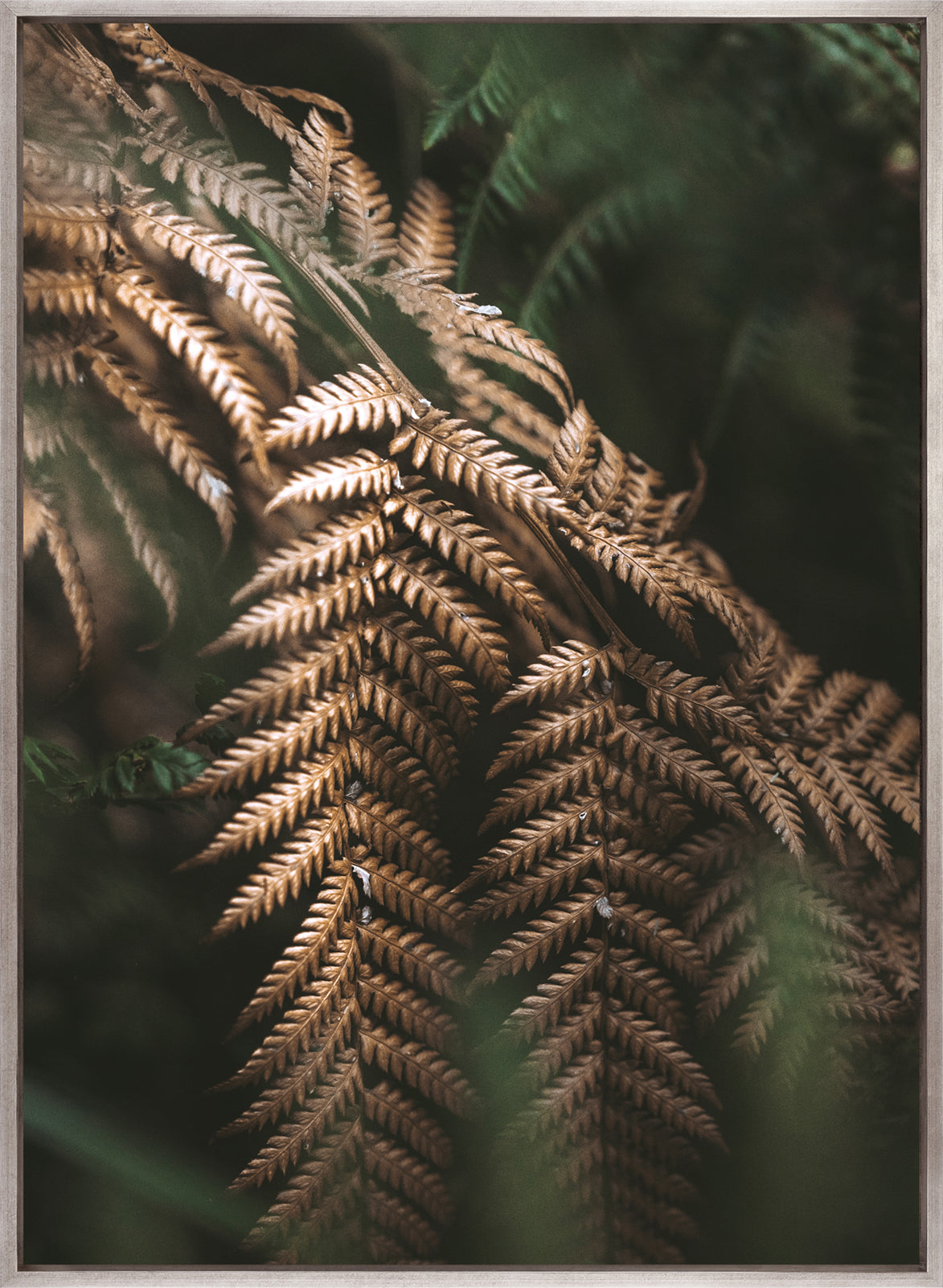 Gondwana Foliage II (Canvas)
