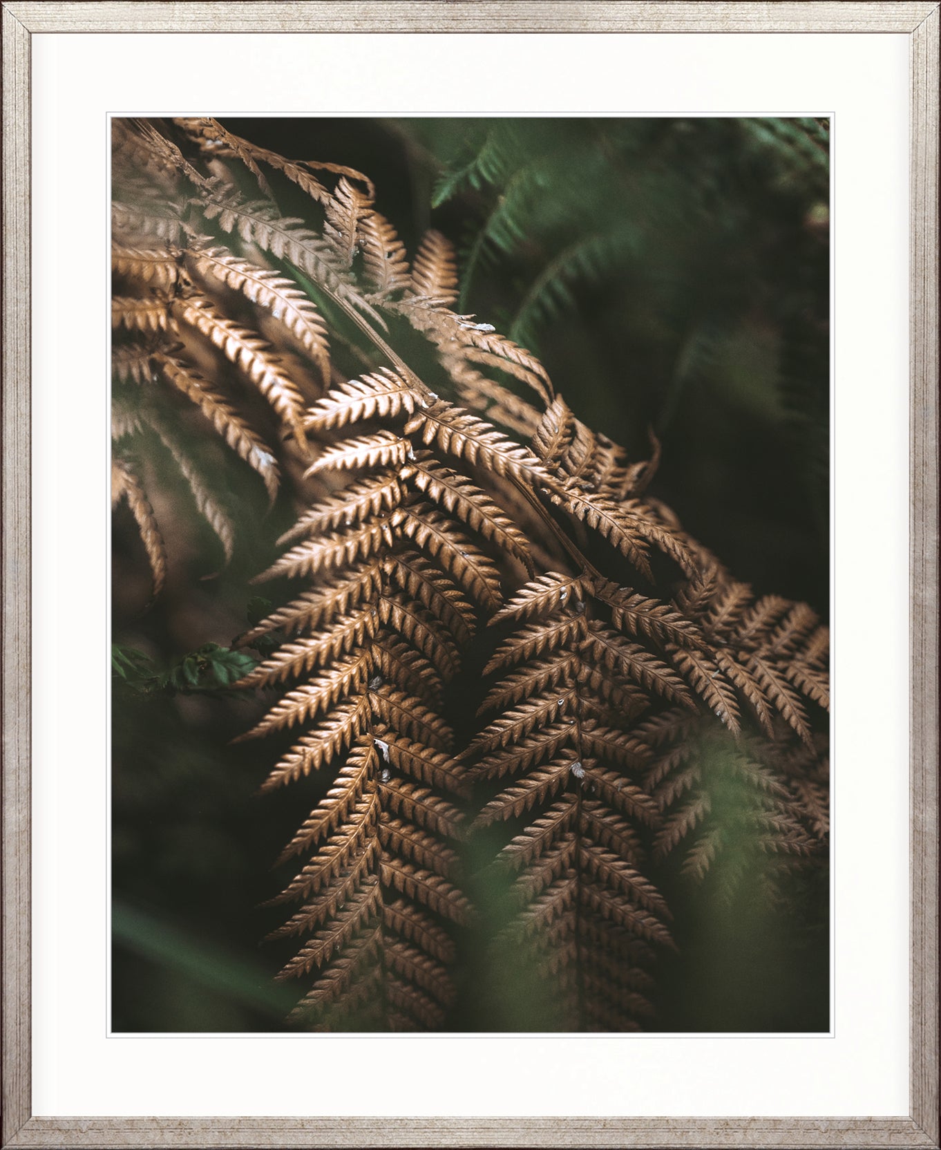 Gondwana Foliage II