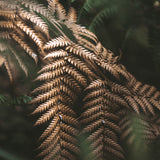 Gondwana Foliage II Small (465mm W x 560mm H) / Standard Clear Glass