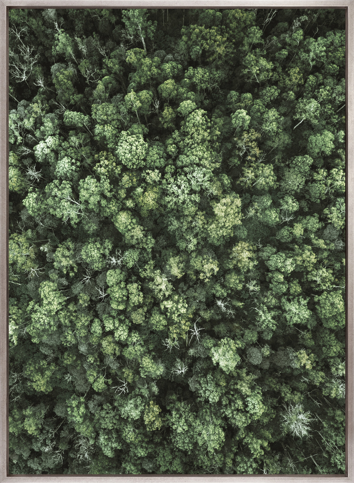 Gondwana Foliage III (Canvas)