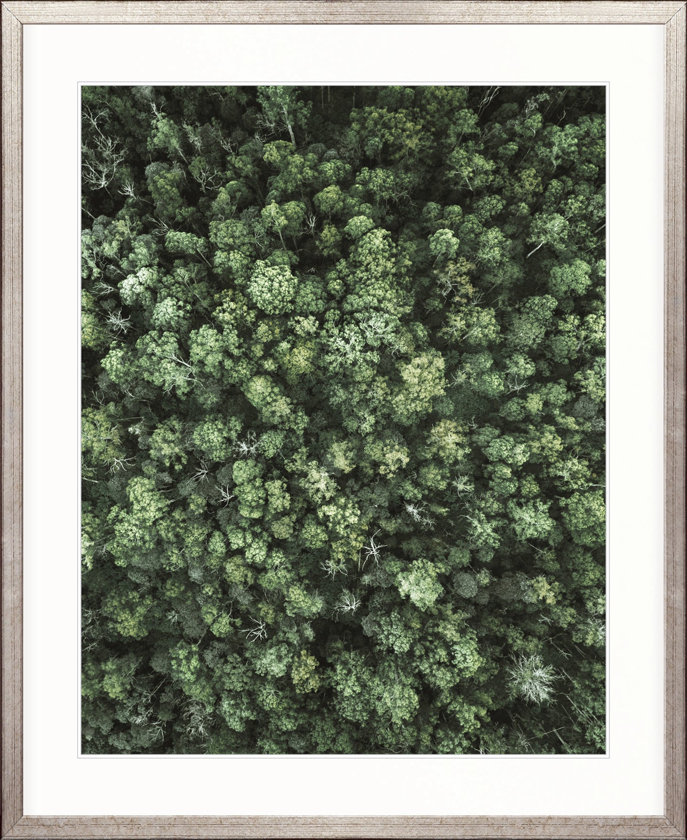 Gondwana Foliage III