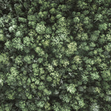 Gondwana Foliage III Small (465mm W x 560mm H) / Standard Clear Glass