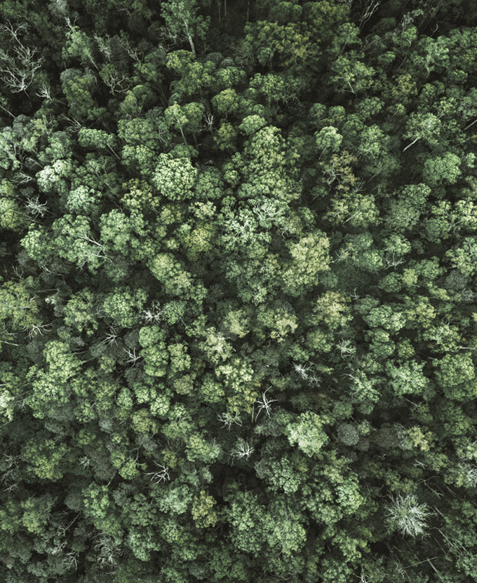 Gondwana Foliage III