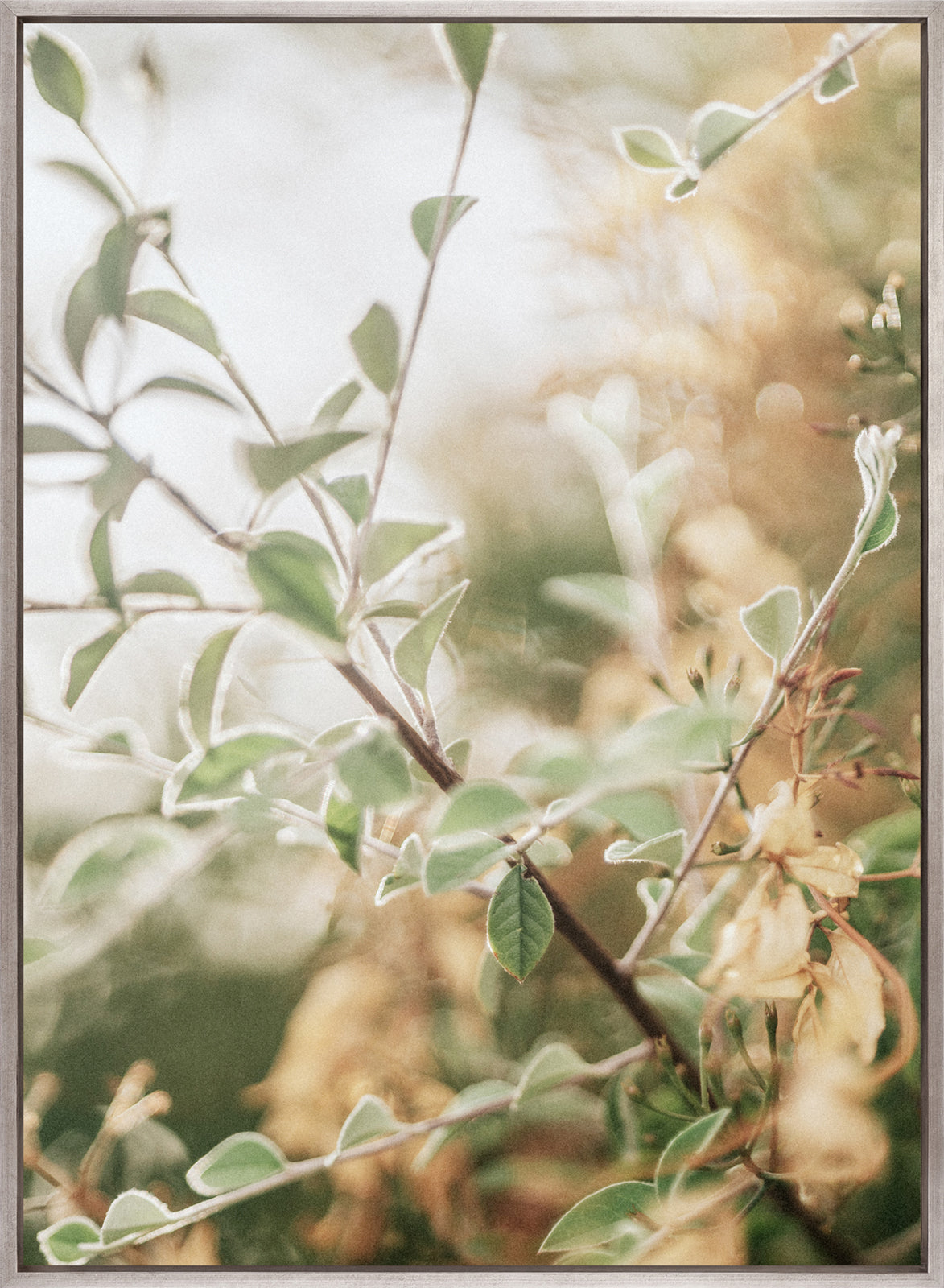 Gondwana Foliage IV (Canvas)