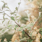 Gondwana Foliage IV (Canvas) Large (903mm W x 1109mm H)