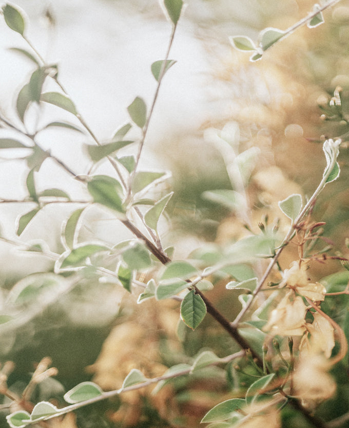 Gondwana Foliage IV (Canvas)