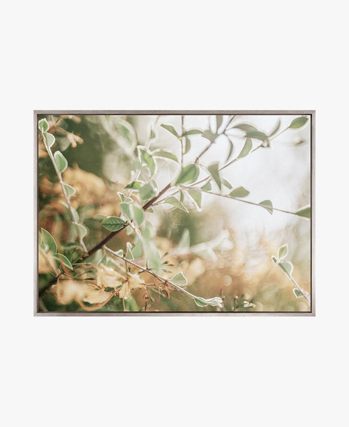 Gondwana Foliage IV (Canvas)
