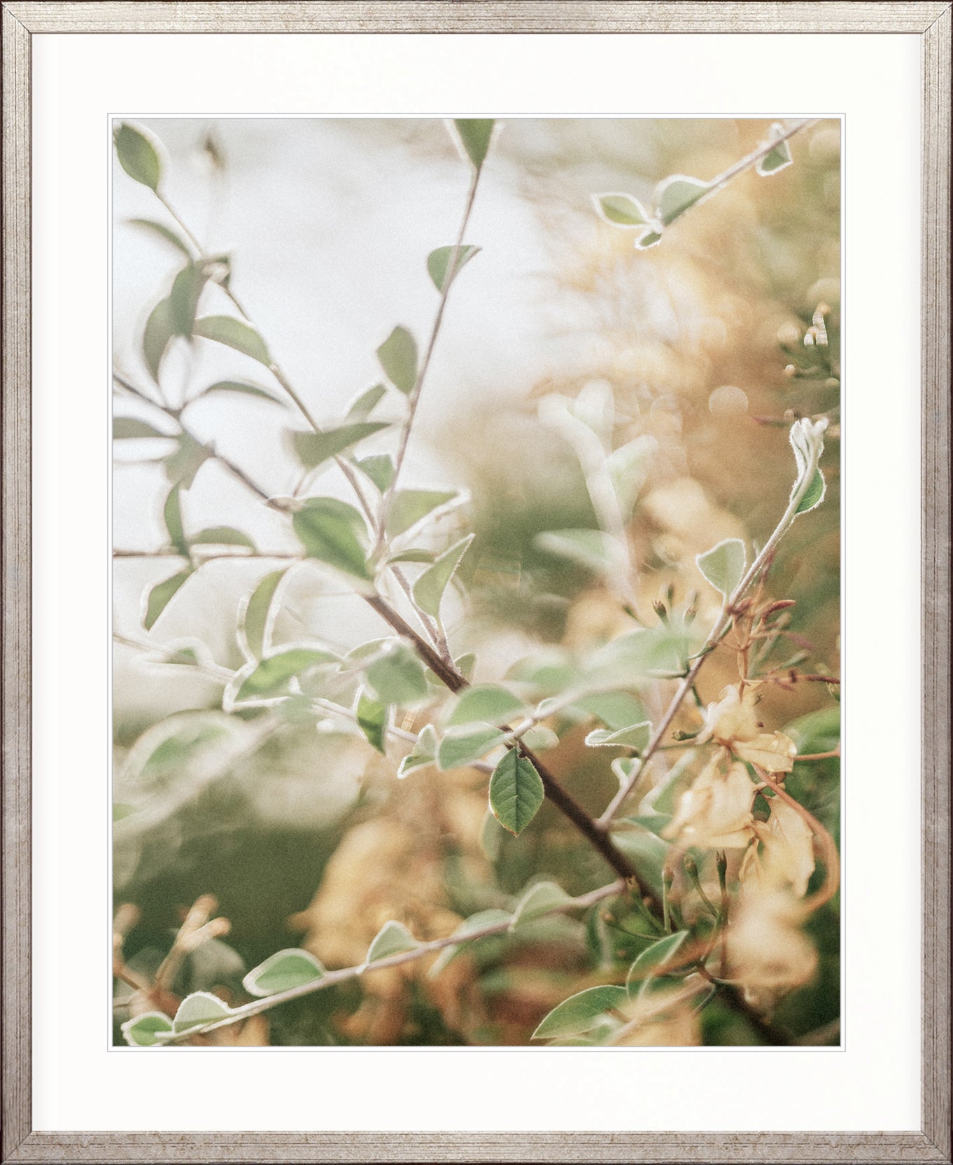 Gondwana Foliage IV