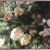 Gondwana Foliage V (Canvas) Large (1109mm W x 903mm H)