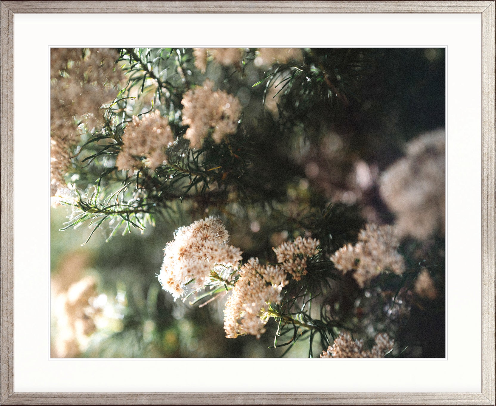 Gondwana Foliage V