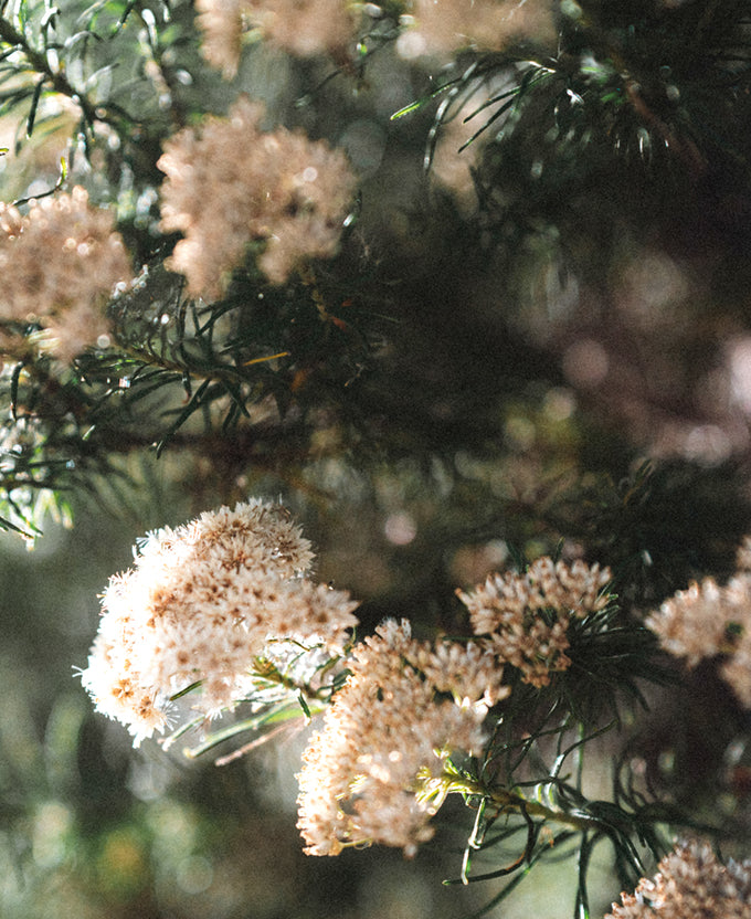 Gondwana Foliage V