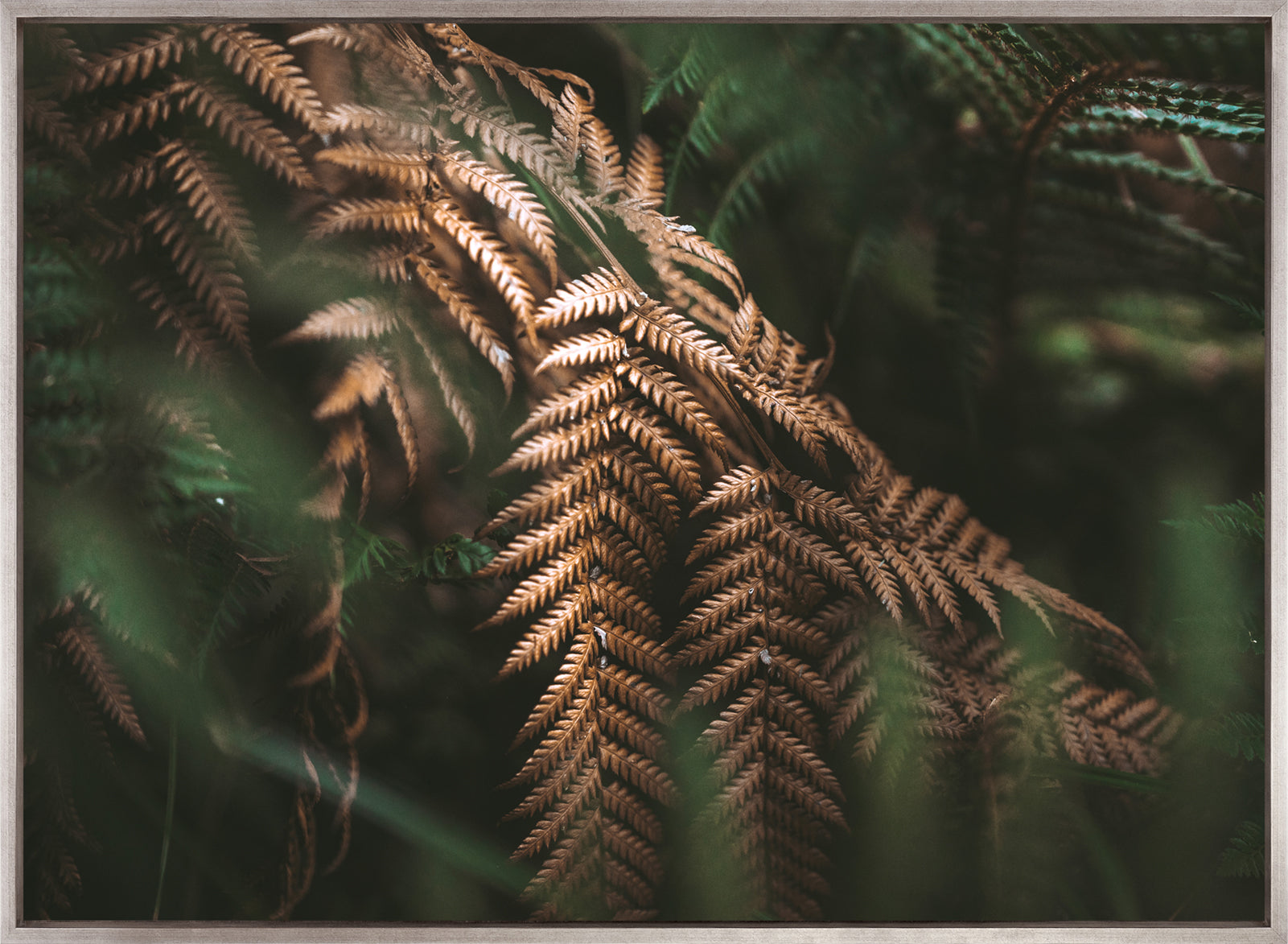 Gondwana Foliage VI (Canvas)