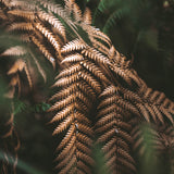 Gondwana Foliage VI Small (560mm W x 465mm H) / Standard Clear Glass