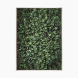 Gondwana Foliage VII (Canvas)