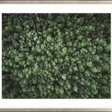 Gondwana Foliage VII Small (560mm W x 465mm H) / Standard Clear Glass