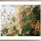 Gondwana Foliage VIII Small (560mm W x 465mm H) / Standard Clear Glass
