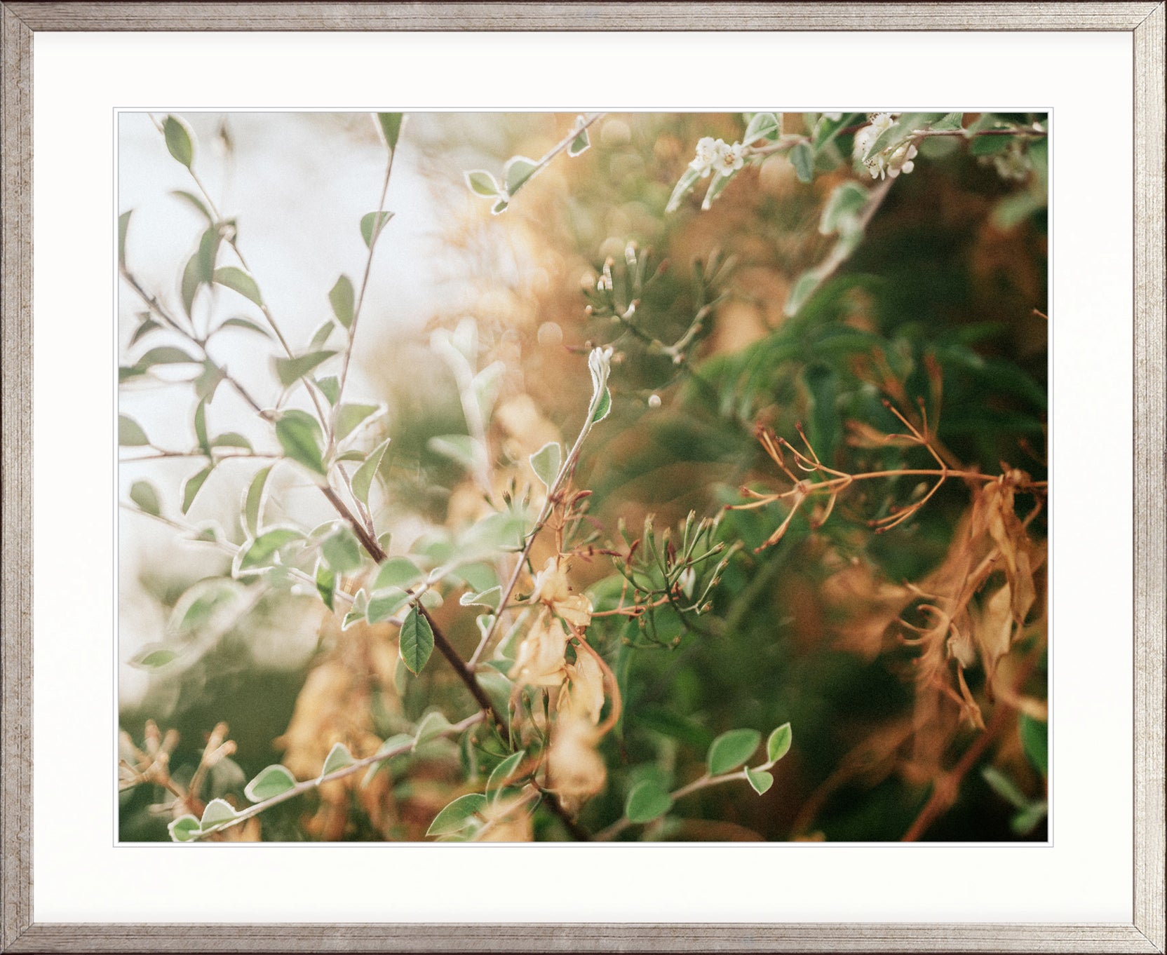Gondwana Foliage VIII