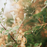 Gondwana Foliage VIII Small (560mm W x 465mm H) / Standard Clear Glass