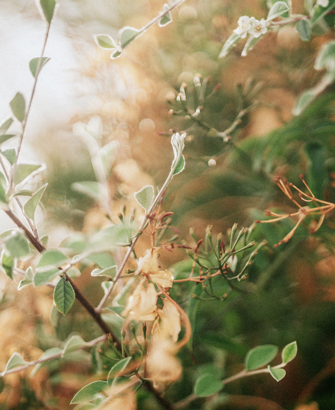 Gondwana Foliage VIII