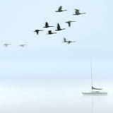 Harbour Drift I