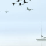 Harbour Drift V