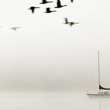 Harbour Drift XIII