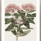 Hasting Native II
