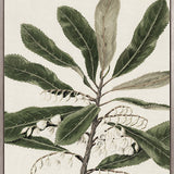 Hasting Native IV (Canvas)