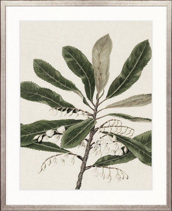 Hasting Native IV