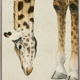 Heads And Tales II (Canvas) Large (903mm W x 1109mm H)