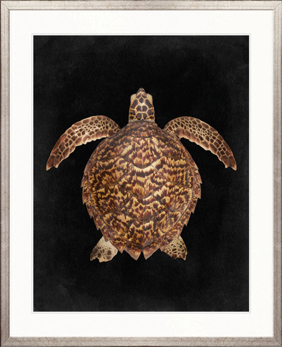Majestic Turtle III
