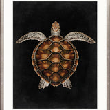 Majestic Turtle IV