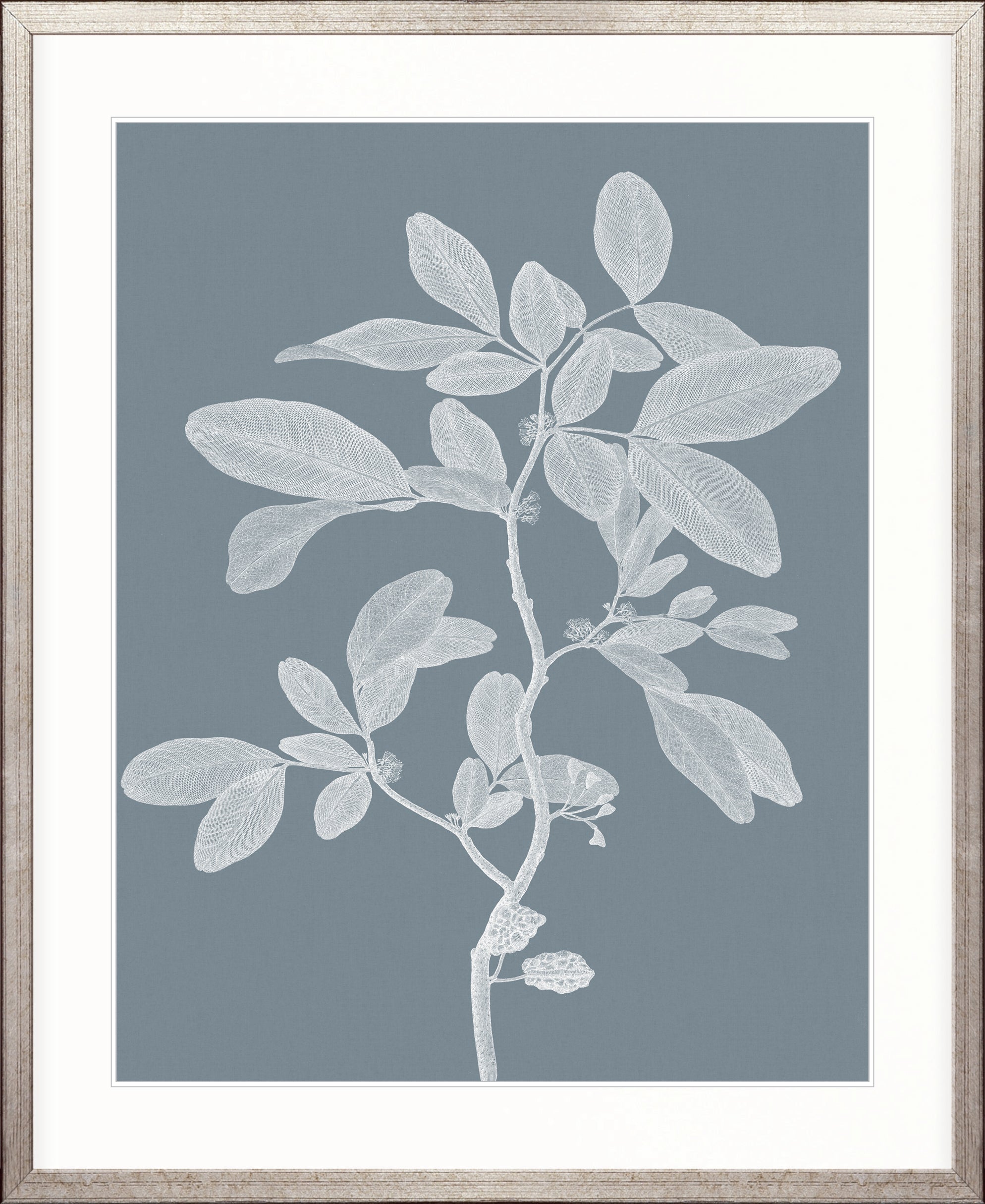 Heritage Botanical II X-Large (1000mm W x 1400mm H) / Clear Acrylic