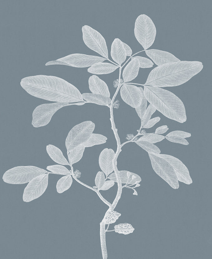 Heritage Botanical II