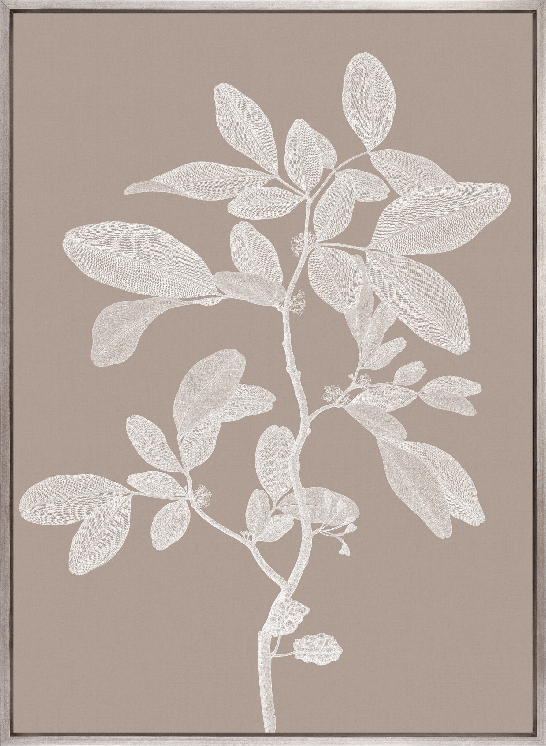 Heritage Botanical V (Canvas)