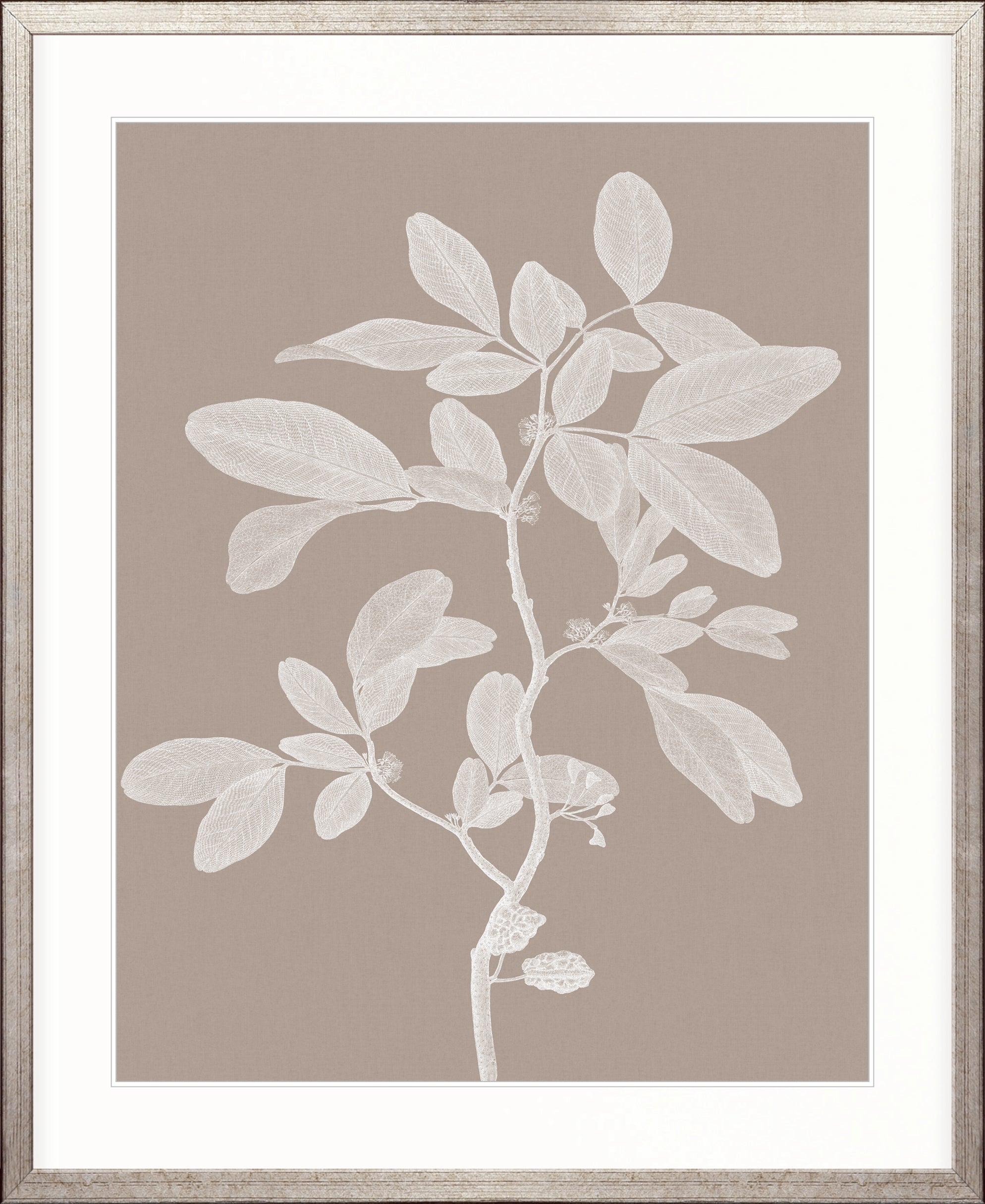 Heritage Botanical V X-Large (1000mm W x 1400mm H) / Clear Acrylic