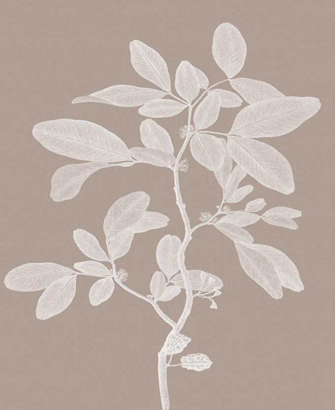Heritage Botanical V
