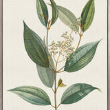 Floral Elegance VIII (Canvas)
