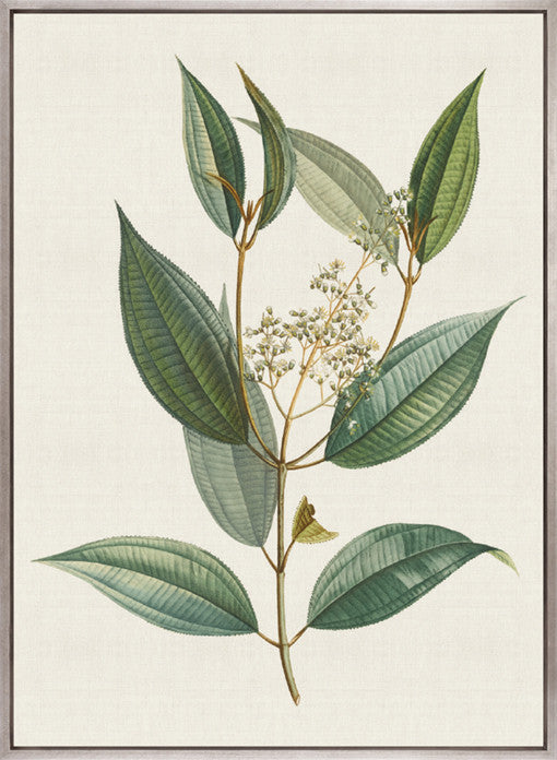 Floral Elegance VIII (Canvas)
