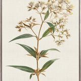 Floral Elegance X (Canvas)