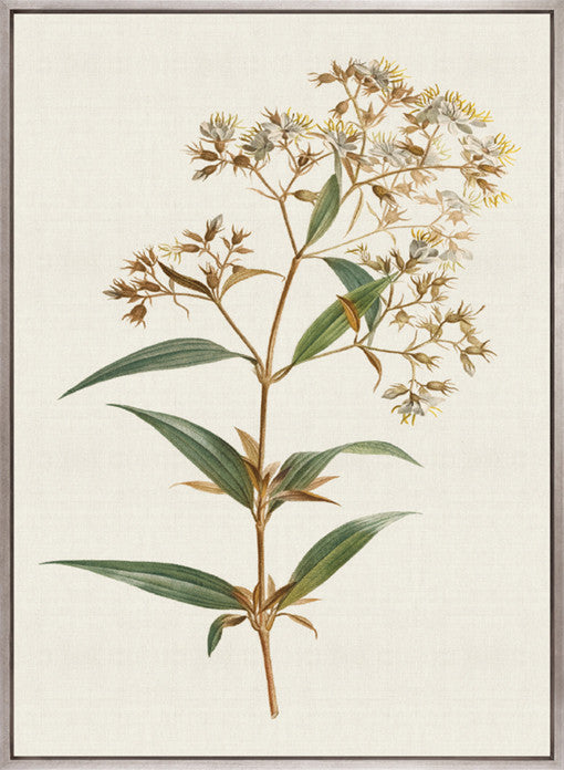 Floral Elegance X (Canvas)