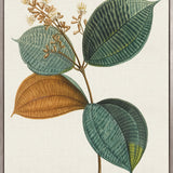 Floral Elegance XI (Canvas)
