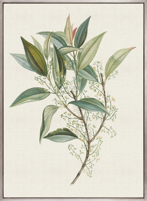 Floral Elegance XII (Canvas)