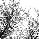Tree Silhouette I (Canvas)