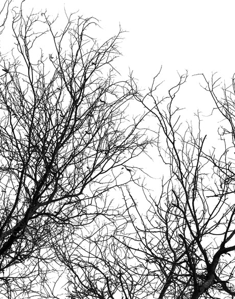 Tree Silhouette I (Canvas)
