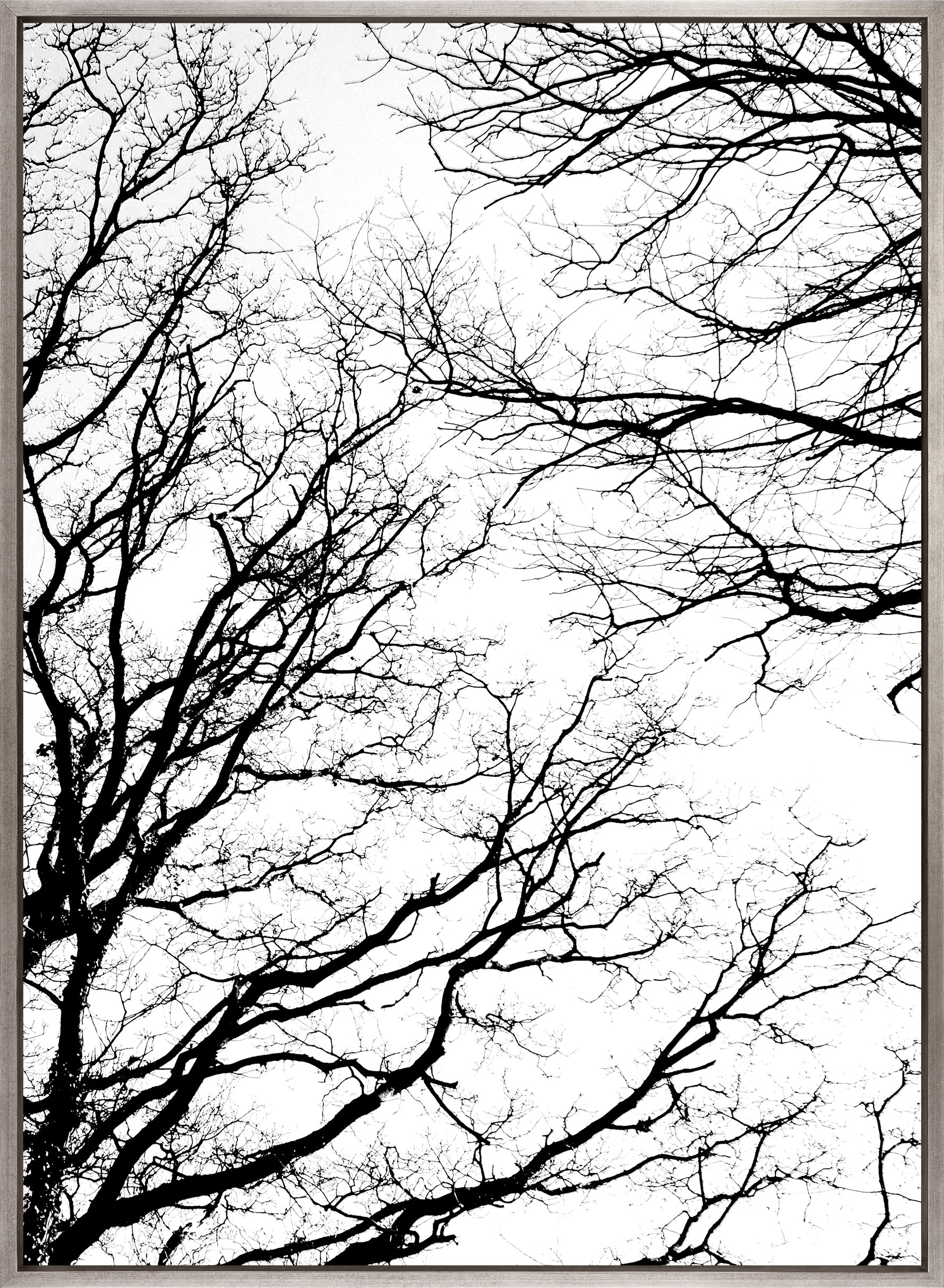Tree Silhouette II (Canvas)