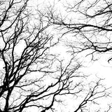 Tree Silhouette II (Canvas)