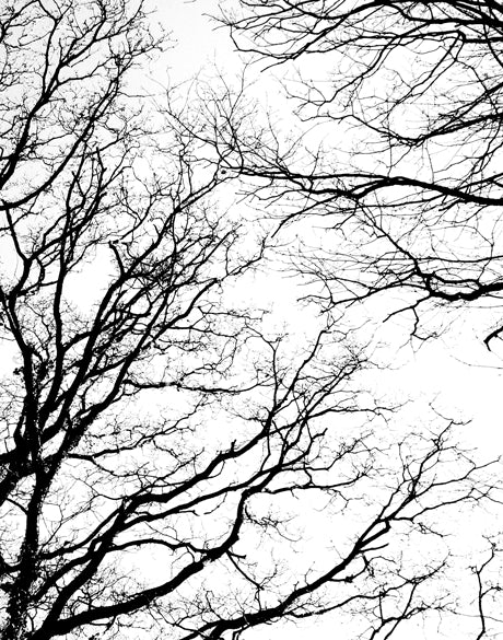 Tree Silhouette II (Canvas)