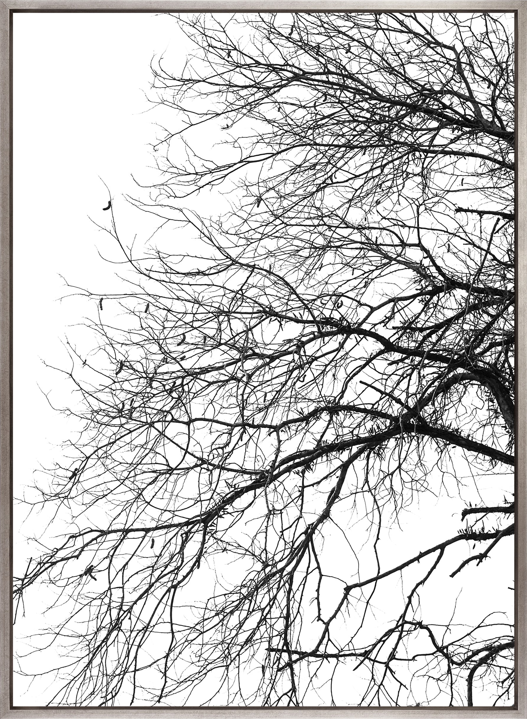 Tree Silhouette III (Canvas)